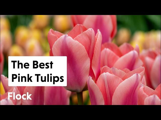 PINK, SALMON, CORAL, & COPPERY-Colored TULIPS — Ep. 282