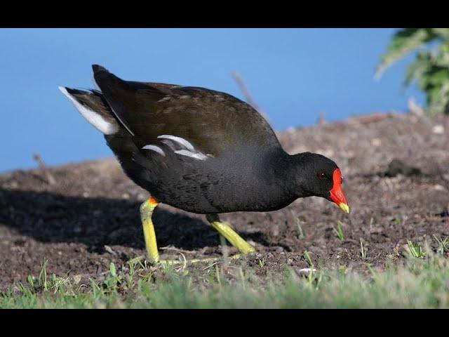 Утро камышницы (Болотная курочка). Marsh hen