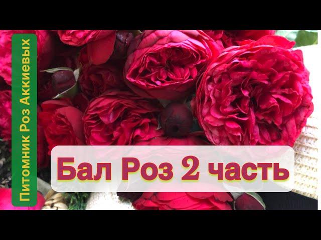 Цветение Роз , Крым , мой сад #розы #rosé #roses