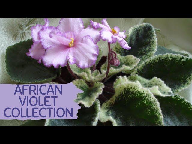 AFRICAN VIOLETS | SAINTPAULIA COLLECTION