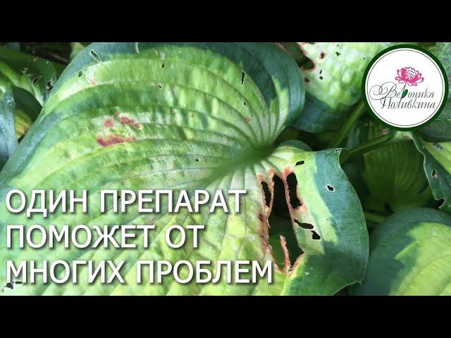 ВОЛШЕБНЫЙ ПРЕПАРАТ ДЛЯ НАШИХ РАСТЕНИЙ