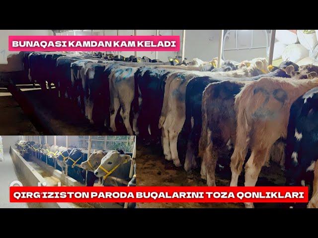 QIRGʻIZISTON PARODA BUQALARINING TOZA QONLIKLARI