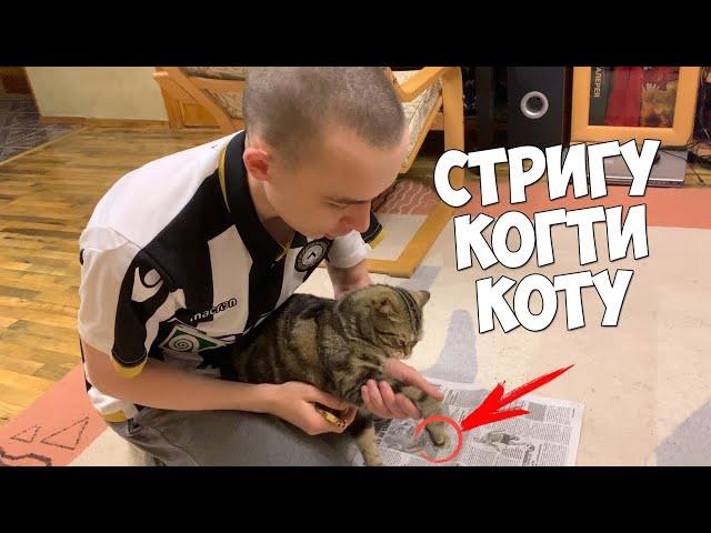 КАК ПОДСТРИЧЬ КОГТИ КОТУ, ЧТОБЫ ОН НЕ ВЫРЫВАЛСЯ!