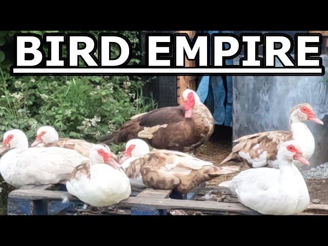 How I built my BIRD EMPIRE