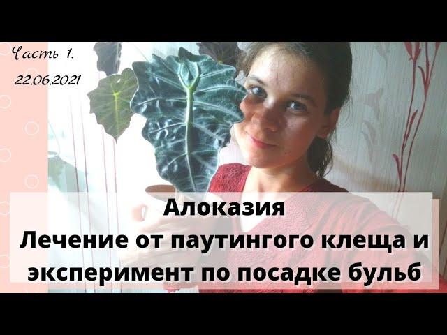 Паутинный клещ на алоказии | алоказия из бульб. Часть 1 - начало эксперимента