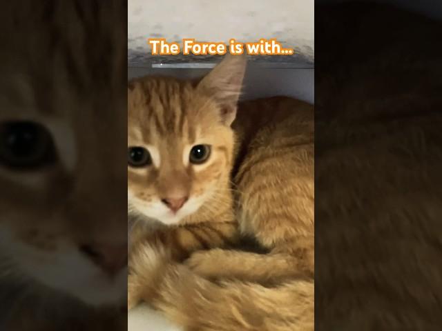 Kitten on a Croft- The Force….  #Cute Cats and Kittens #youtube shorts #Kitty #love cats