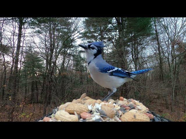 Blue Jays and Tufted Titmouse