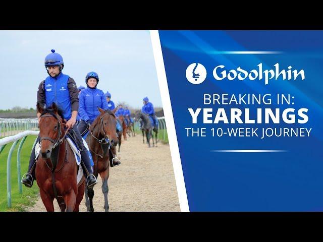 Breaking in Yearlings | The 10-week Journey