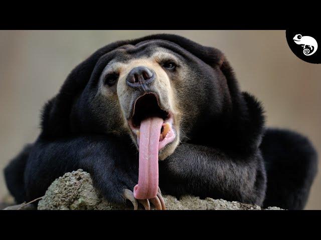 All 8 Species of Bears and How They're Related