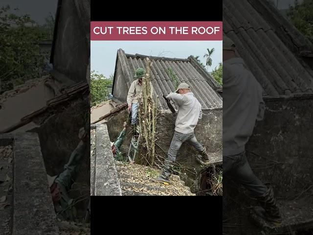 cut down trees on the roof #cuttingdown #cleanup