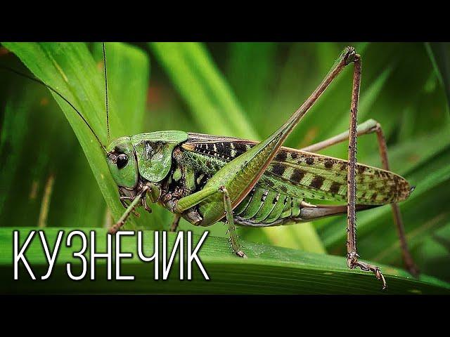 Grasshopper: Night Fiddler | Interesting facts about insects