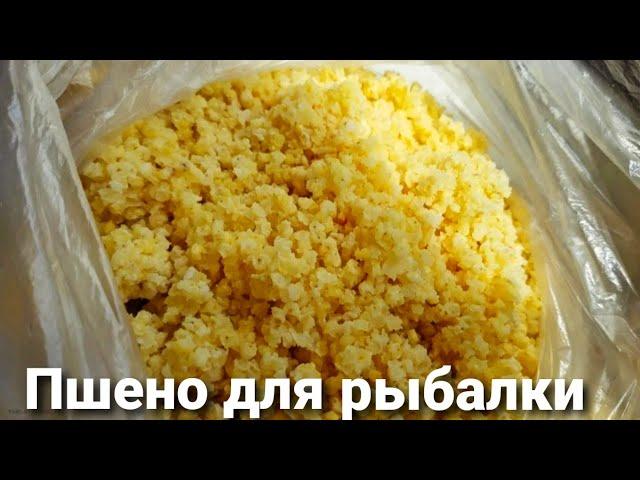 ПШЕНО ДЛЯ РЫБАЛКИ. Быстрый и простой рецепт для прикормки