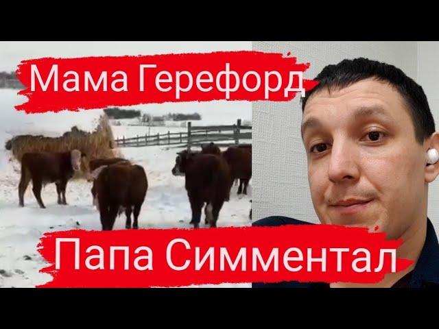 Симментал с Герефордом помесные бычки на откорм мясных пород. Продажа КРС живым весом оптом.