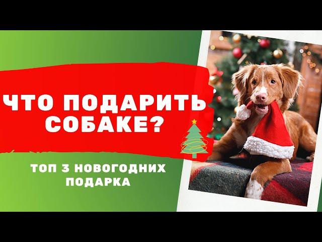 Что подарить собаке на Новый год? ТОП 3 новогодних подарка для собаки