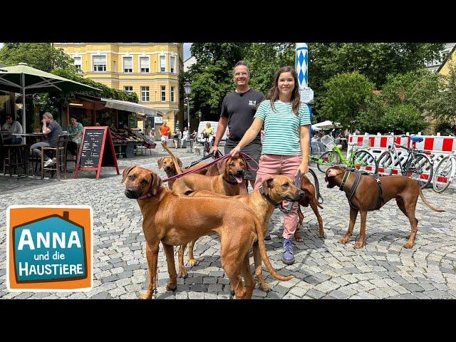 Rhodesian Ridgeback | Information für Kinder | Anna und die Haustiere