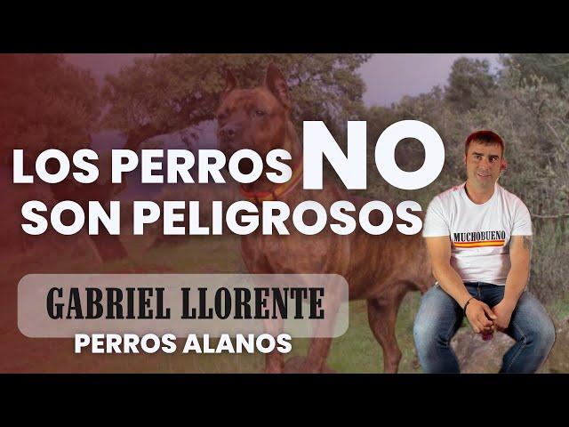 El perro de presa, alanos,peligros, mitos y como se forja un campeón de ESPAÑA Gabriel Llorente| MB4