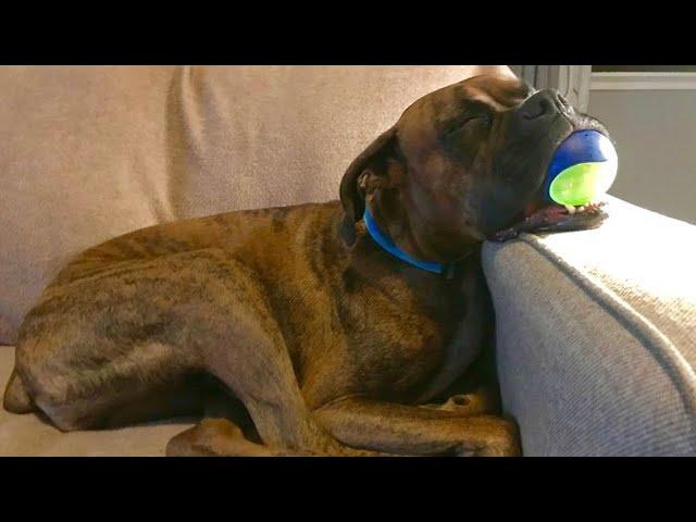 Boxer That Will Make You Laugh Out Loud - Ultimate Boxer Dog Compilation