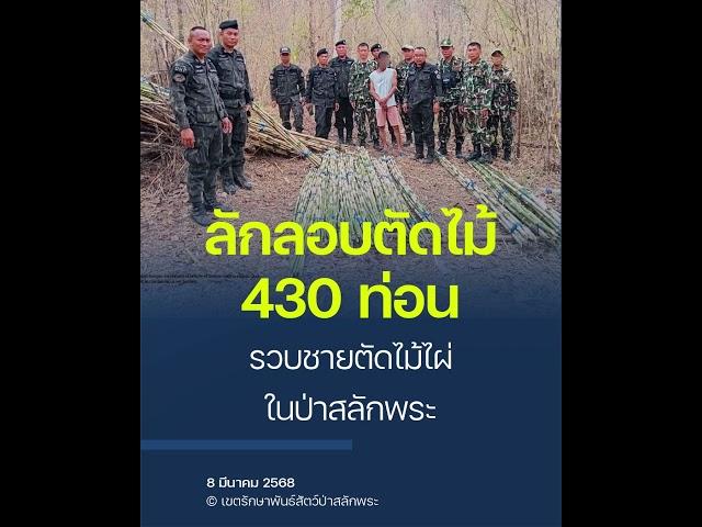 จับชายลักลอบตัดไม้ในป่าสลักพระ ยึดของกลางกว่า 430 ท่อน