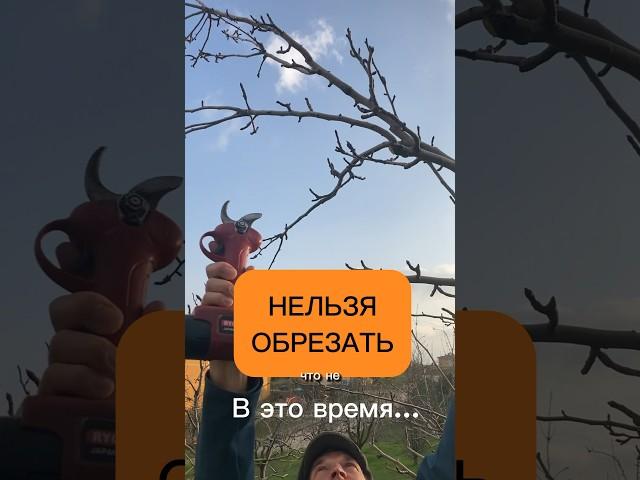 Не обрезайте деревья в это время! #сад #дача #обрезка #огород #груша #топ #яблоня