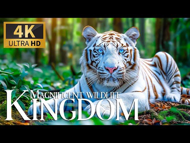 Magnificent Wildlife Kingdom  Stunning Wildlife Disclosure with Soft Piano Melodies  Blissful