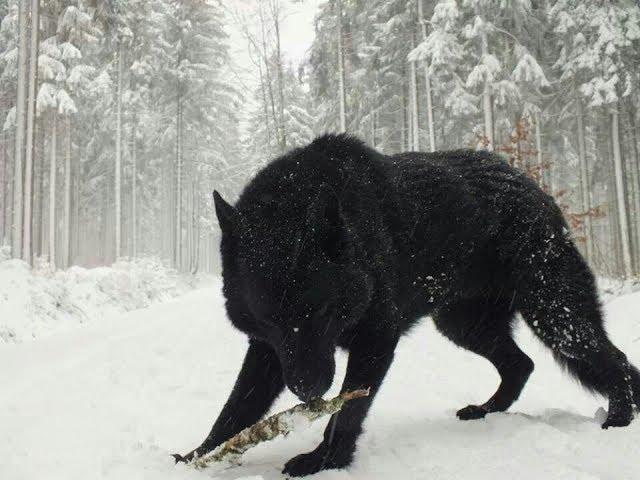 Two Largest Wolves ever caught on tape - Reaction - Dire Wolf? Real or not?