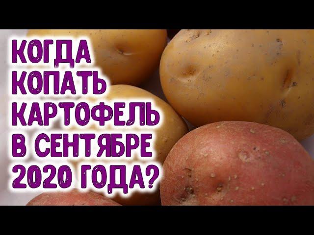 КОГДА КОПАТЬ КАРТОФЕЛЬ В СЕНТЯБРЕ 2020 ГОДА? Агрогороскоп благоприятных дней сбора урожая картошки