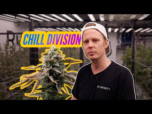 Fresh lighting @ Pause labs, feat. ChillDivision | Herbal House NZ