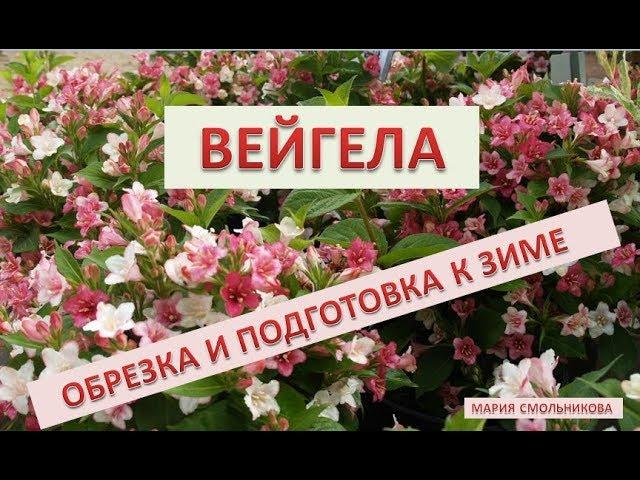 Вейгела .Обрезка и подготовка к зиме .