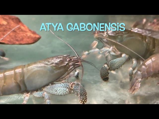 Atya gabonensis