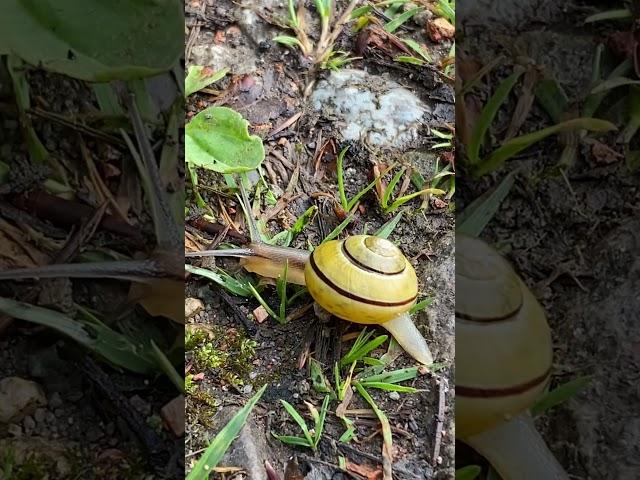 Little snail after the rain