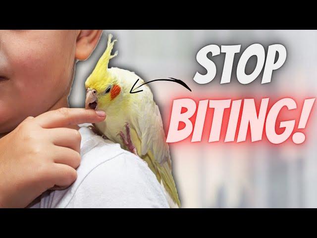 5 TIPS ON HOW TO STOP YOUR BIRD FROM BITING