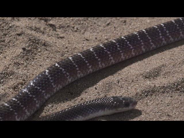 4 Deadliest Snakes of India - ENGLISH