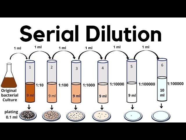 Serial Dilution method | viable cell count method