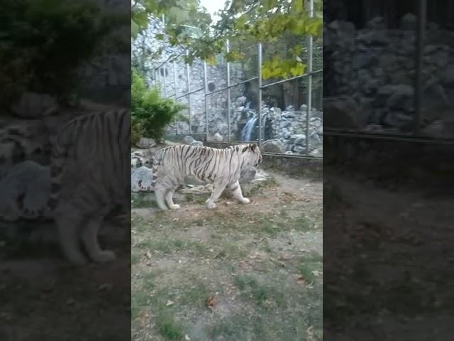 A tiger in Belgrade Serbia zoo