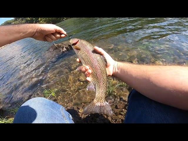 NICE Trout Below Norfork Dam