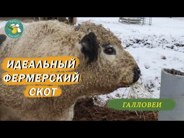 Идеальный фермерский скот. Галловеи - неприхотливые, сильные, мясные.