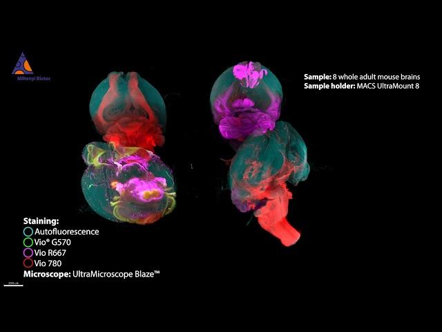 Eight adult mouse brains imaged with UltraMicroscope Blaze™ and MACS® UltraMount 8 Sample Holder