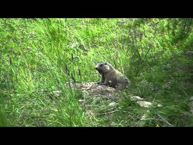 La fin des Marmottes "Chut Marmottes!"