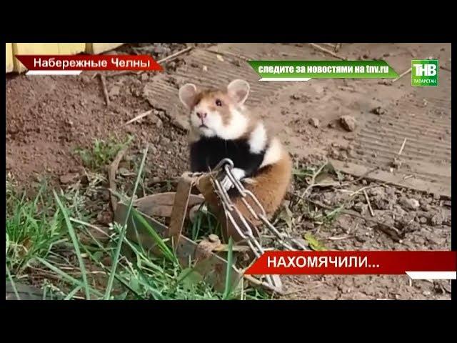 Дачники обеспокоены нашествием диких хомяков: грызуны ведут себя агрессивно и покушаются на урожай