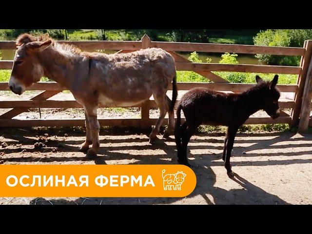 Ослиная Ферма. Как Ухаживать за Ослами?