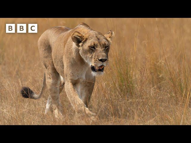 Lions  vs Crocodile  - BBC