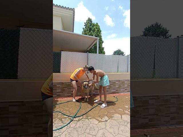 Giving the German Shepherd a Bath in Valencia, Spain. #shorts