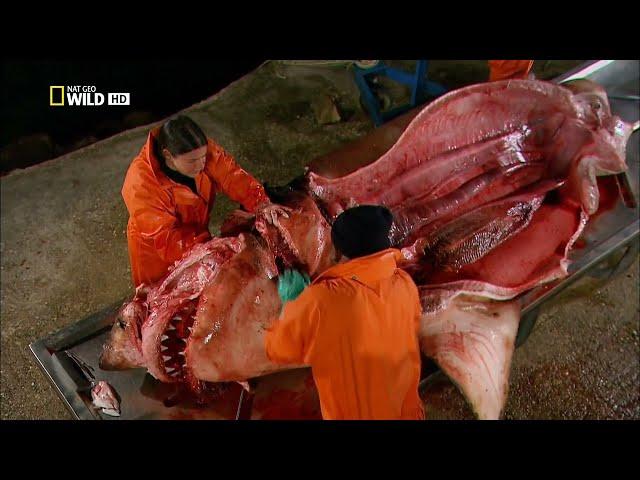Как устроен мозг большой белой акулы —  Carcharodon carcharias (Linnaeus, 1758) ?