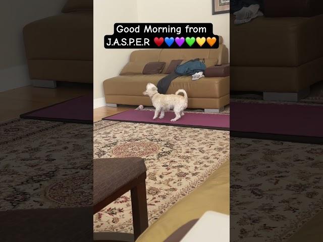  Good Morning from J.A.S.P.E.R ️ #shorts #ytshorts #youtubeshorts #jaspertheduggoo #shorts