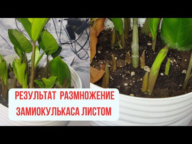 Замиокулькас листочками шикарный результат .  Как размножить замиокулькас.