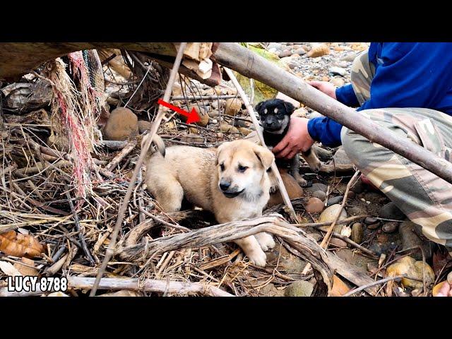 Humans Are So Cruel - Dramatic Rescue of Two Adorable Puppies Stuck in a Rope