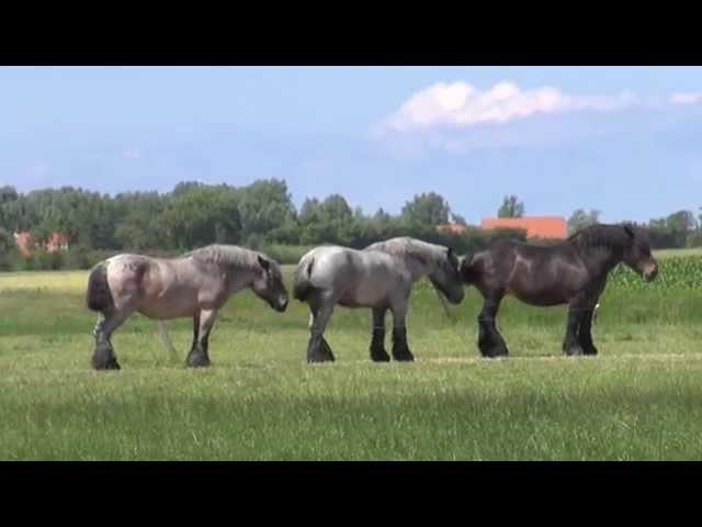 Energy and state of mind of a Horse - calmness of the herd