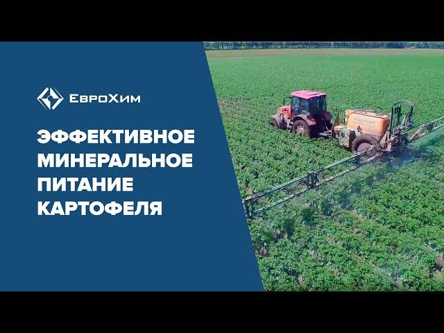 КАК ПОЛУЧИТЬ ВЫСОКИЙ УРОЖАЙ КАРТОФЕЛЯ? РЕЗУЛЬТАТЫ ОПЫТА ЕВРОХИМ.