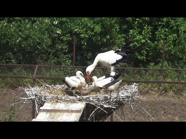 Above the stork's nest - Birds of Russia - Movie 53 (Ciconia)