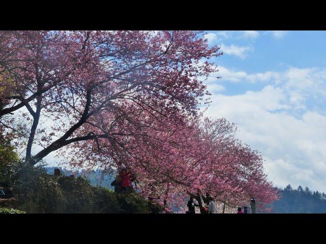 Casa  Monte Negra   -The Whiskey Wasps #  ,Taiwan  ( Indie Folk)